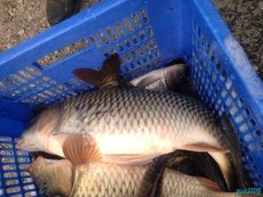 撒鱼视频大全,揭秘捕鱼技巧与乐趣