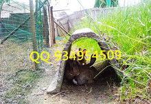 特种狗视频,特种狗视频揭秘