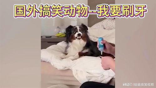 狗狗刷牙视频,轻松掌握宠物口腔护理技巧