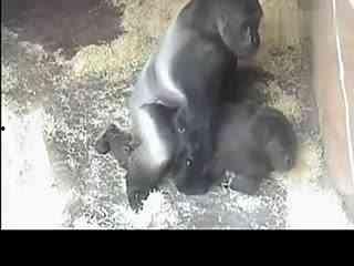 种马交配视频,一场自然法则的视觉盛宴