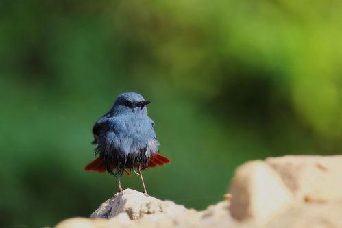 锡嘴雀叫声视频,自然界的和谐旋律
