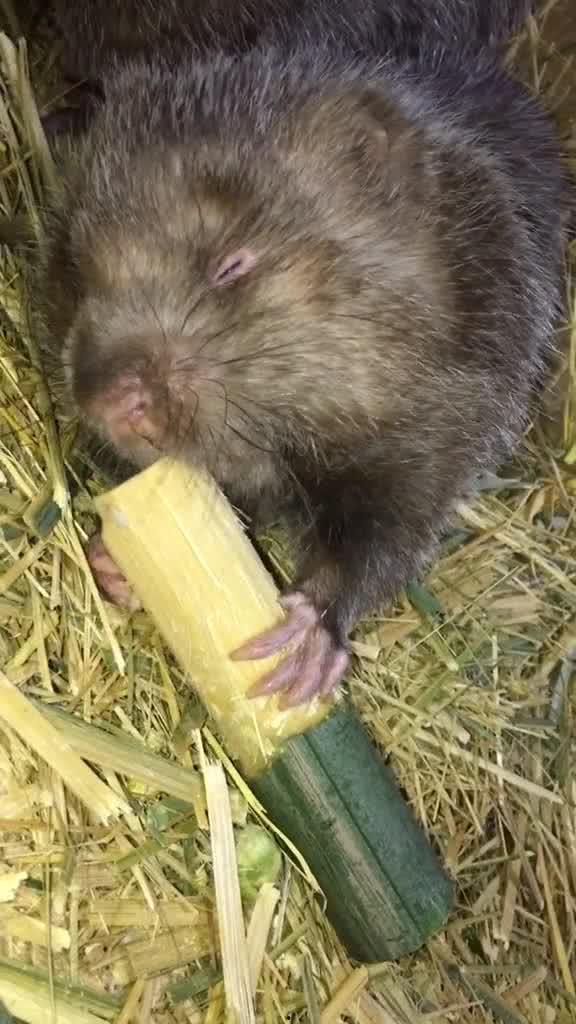 竹鼠 视频,萌态可掬的森林小精灵
