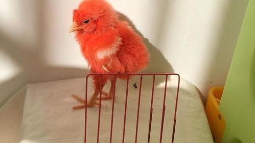 小鸡儿视频,萌趣横生的童年回忆