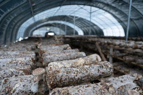 大棚香菇视频,视频带你走进高效农业新时代